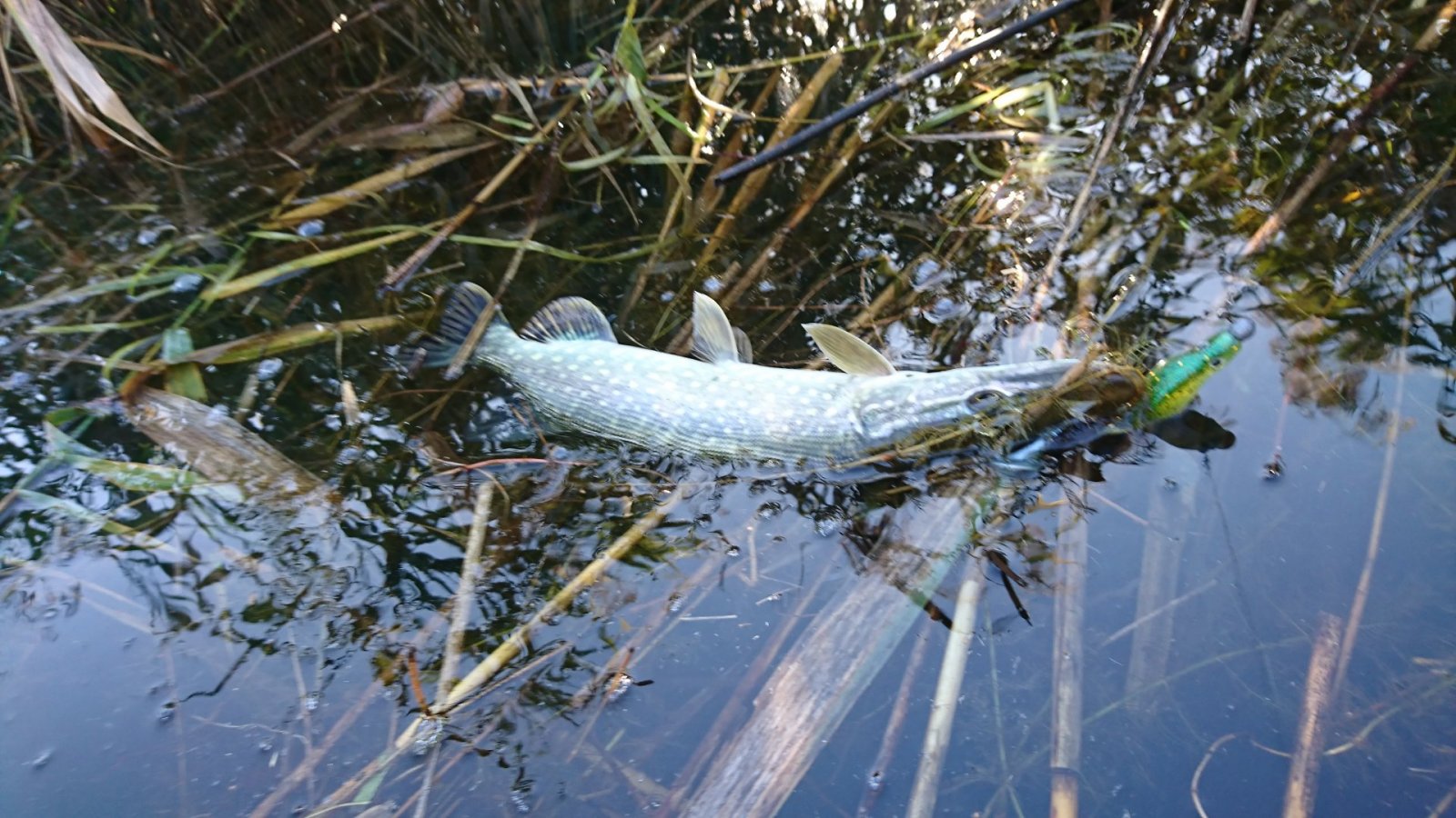 DSC_1231.JPG