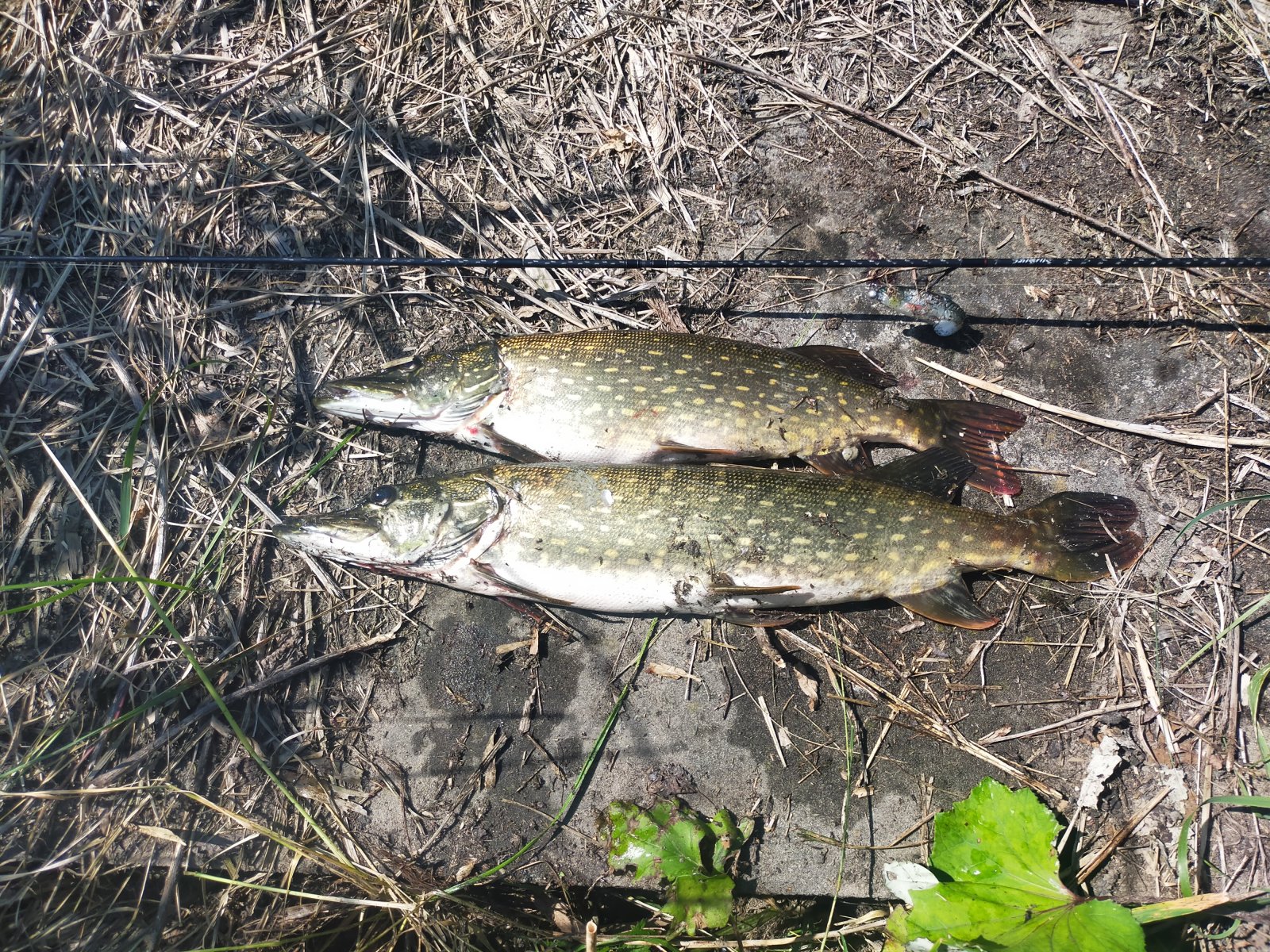 IMG20220626095613.jpg